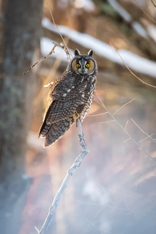 Long-eared owl, Ulao Creek, Wisconsin. 2019.